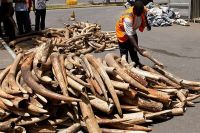 Africa Elephant Tusk