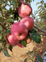 Fresh Royal Gala Apples