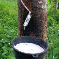 Raw Rubber Latex HA 60% DRC