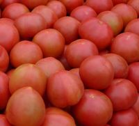 Fresh Tomatoes