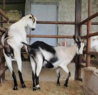 Live boar goats 