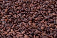 Cocoa