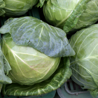 FRESH CABBAGE