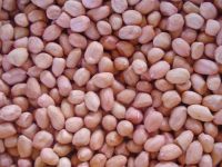 Sell Peanut Kernels Spanish Type/Hsuji