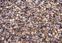 Sell Buckwheat Hull