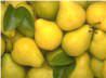 Sell Fresh Fruit, Fresh Preserved Gauva