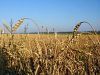 Sell Sell Wheat Grain, 3 Class