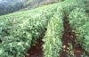 Sell Organic And Conventional Quinoa