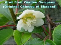 Sell Kiwi Fruit, Kiwi-fruit, Kiwis