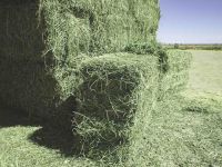 Sell High Quality Alfalfa Hay For