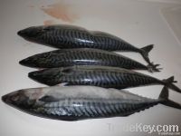 Atlantic Mackerel