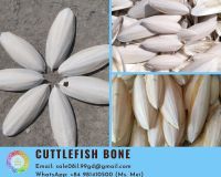 Cuttlefish Bone High Quality And Best Price From Viet Nam