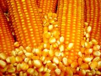 Non GMO Yellow Maize