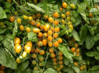 Selling Grape Tomato Seeds 4