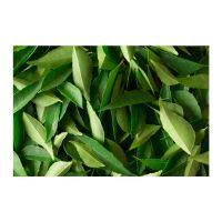 100% Best Quality Dried Curry Leaves at Market Price