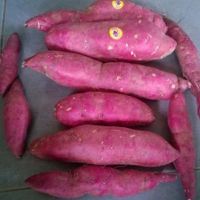 Fresh Sweet Potatoes