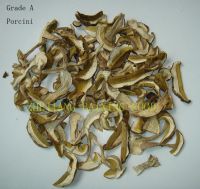 Quality and Sell Porcini mushroom