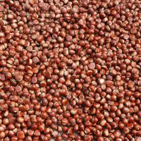 Chestnuts, Dreid Kernels, Ginkgo Nuts, Hazelnuts, Macadamia Nuts