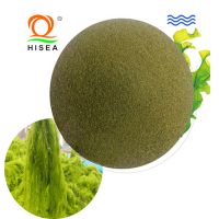 Natural Feed Green Algae Feed Seaweed