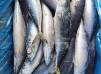 Frozen Pacific Mackerel Scomber Japonicus Fish