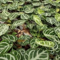 Anthurium