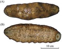 High Quality Dried Sea Cucumber For