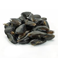 Black Mussel For Sale
