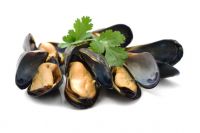 Blue Mussel Shells For Sale