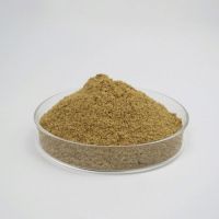 Best Food To Feed Wild Fish