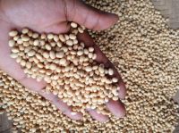 Non GMO Soybeans High Quality Soya Beans 