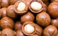 cashew nut