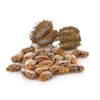 Premium Castor Seeds Available In Bulk