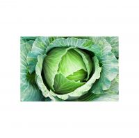 High-quality Fresh Cabbage For Supermarkets