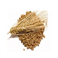 Barley Malt Extract Available In Bulk