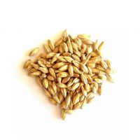 Bulk Barley Malt For Export And