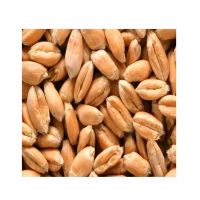 Organic Barley Malt For Natural And