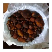 High-grade Ox Gallstones For International