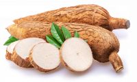 Freshly Harvested Cassava With Long Shelf