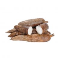 Farm-fresh Cassava Harvested For Maximum