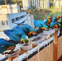 Parrots and Fertile parrot eggs Available now