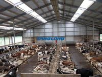 Steel Frame Structure Cattle Shed Farm