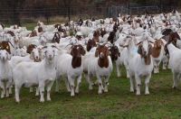 HEALTHY FULL BLOOD BOER GOATS, SHEEP, CATTLES, LAMBS, PIGS , PIGLET.