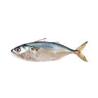 Frozen Sardine Fish and Frozen Horse Mackerel