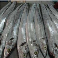 Ribbon Fish Balochistan Frozen Horse Mackerel, Salmon,Eel, Sea Bass Globefish &amp; Tuna Fish