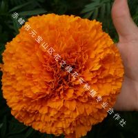 Marigold Seeds&iuml;&frac14;ŒPigmented Marigold