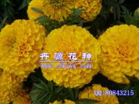 Marigold Seeds
