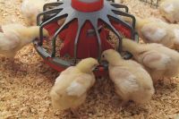 Premium Quality Agriculture Broiler Concentrate Poultry