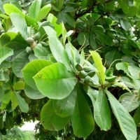 Indian Almon Or Bengal Almon Tree