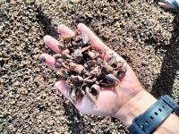 palm kernel shell