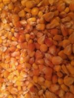 ANIMAL FEEDING / DRIED YELLOW MAIZE / DRIED WHOLE SEED CORN